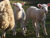 Petits moutons