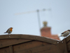 Rouge-gorge et moineau