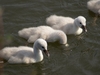 Cygnons