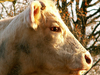 Portrait d'une vache