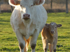 Vache & veau