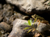 Grenouille verte