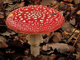 179  320x240 amanite tue mouche Le monde des champignons