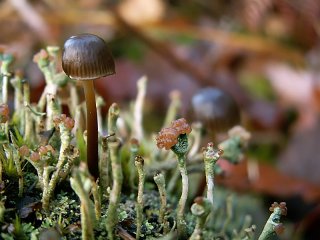 183  320x240 champignon lichen Le monde des champignons
