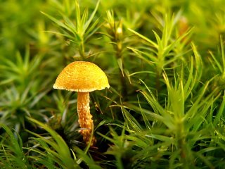 188  320x240 champignon petit orange Le monde des champignons
