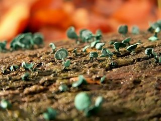 191  320x240 champignons minuscules verts Le monde des champignons