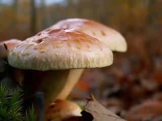 192  320x240 champignons moyens Le monde des champignons