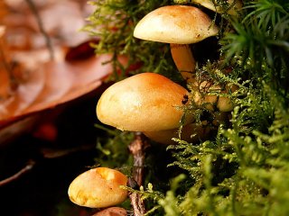 194  x240 champignons trois Le monde des champignons