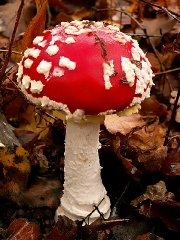 195  320x240 jeune amanite Le monde des champignons