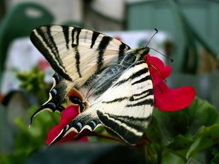 Papillon le flambé
