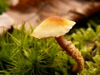 Champignon écailleux
