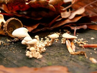 Champignons minuscules