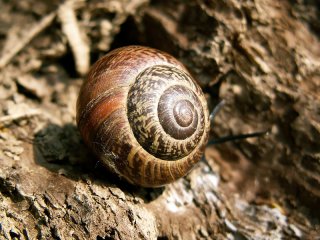 Helix aspersa