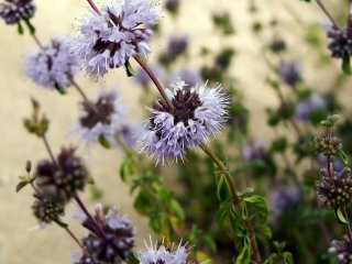 Fleurs de menthe pouliot