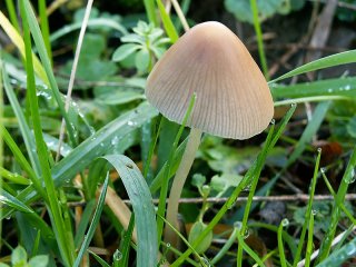 Champignon mycene