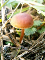 Petit chapeau de champignon 