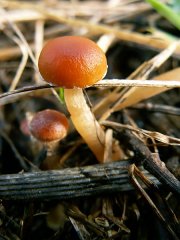 Petits champignons
