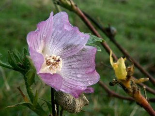 Fleur de mauve