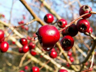 Baies rouges