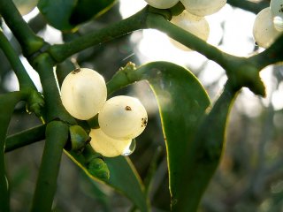 Baies blanches