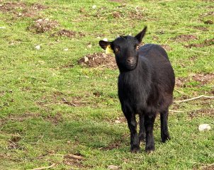 288  320x240 chevre Portraits danimaux de ferme