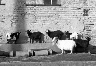 289  320x240 chevres Portraits danimaux de ferme