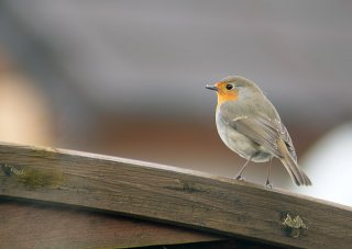 292  320x240 rouge gorge Robin des mangeoires