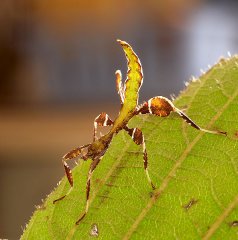Phyllium sp