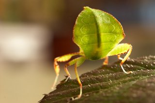 Phyllium-sp