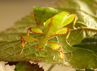 Phyllium-sp