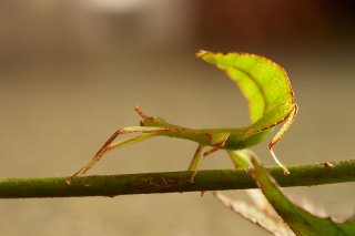 Phyllium-sp