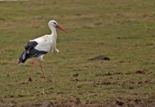 300  320x240 cigogne 0 Craquette en champ