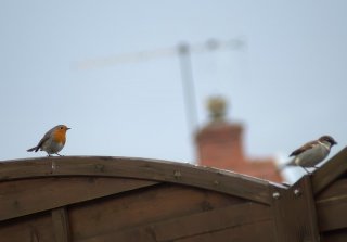 Rouge-gorge et moineau