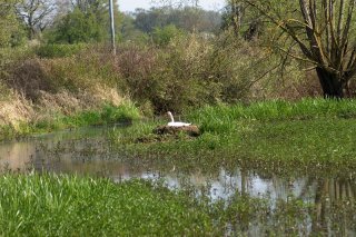 Cygne