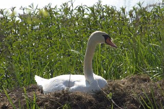 Cygne 