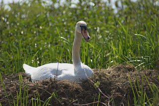 Cygne 