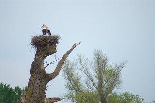 Nid de cigogne