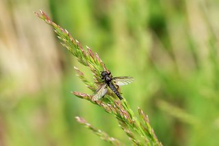 Mouche de la Saint-Marc