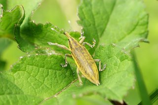 Lixus auguste