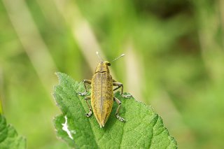 Lixus auguste