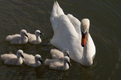 Cygne et cygnons