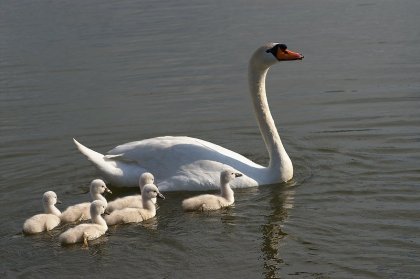 Cygne et cygnons