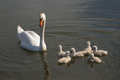 Cygne et cygnons