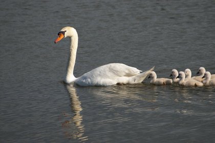 Cygne et cygnons