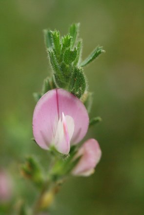 Bugrane Rampante
