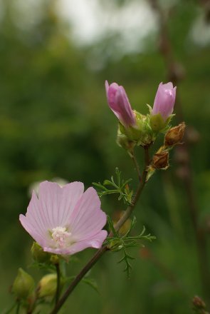 Mauve Musquée