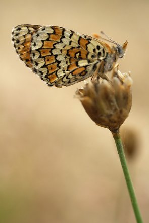 Mélitée