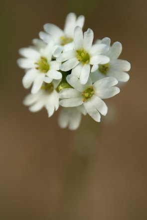Alysson blanchatre