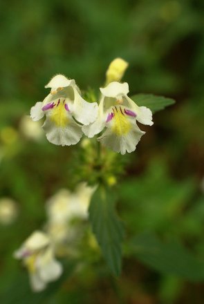 Galeopsis orné