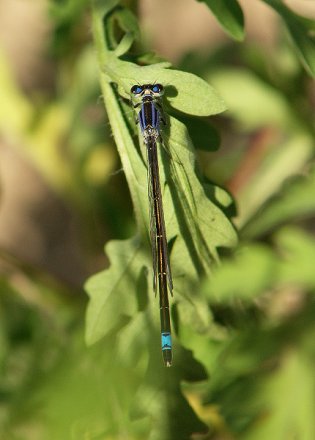 Agrion élégant